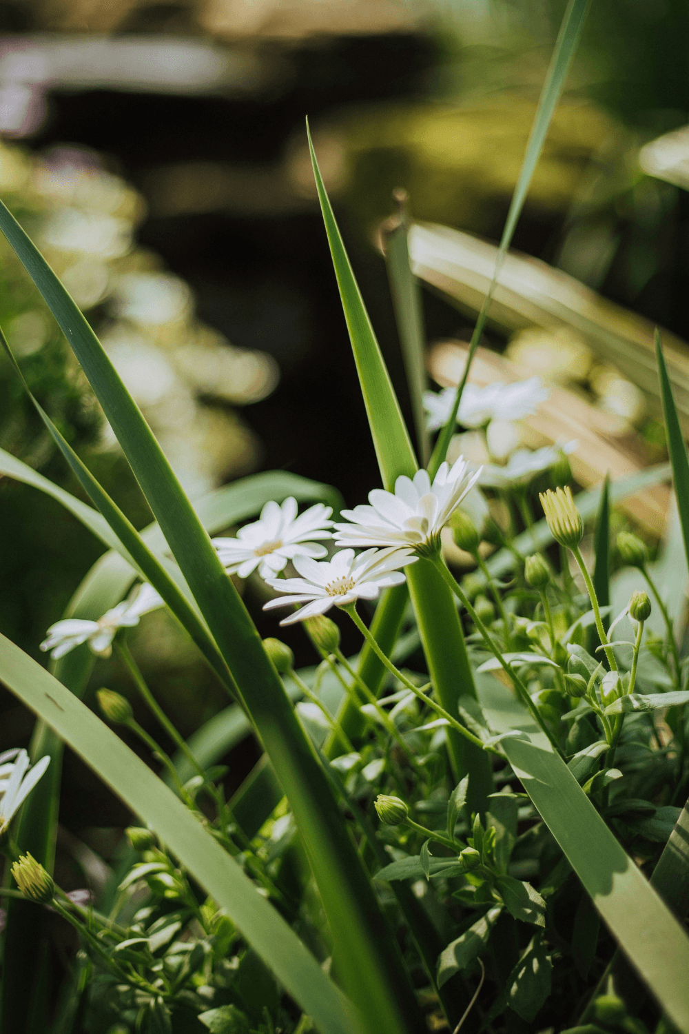 A close-up of flowers in grass