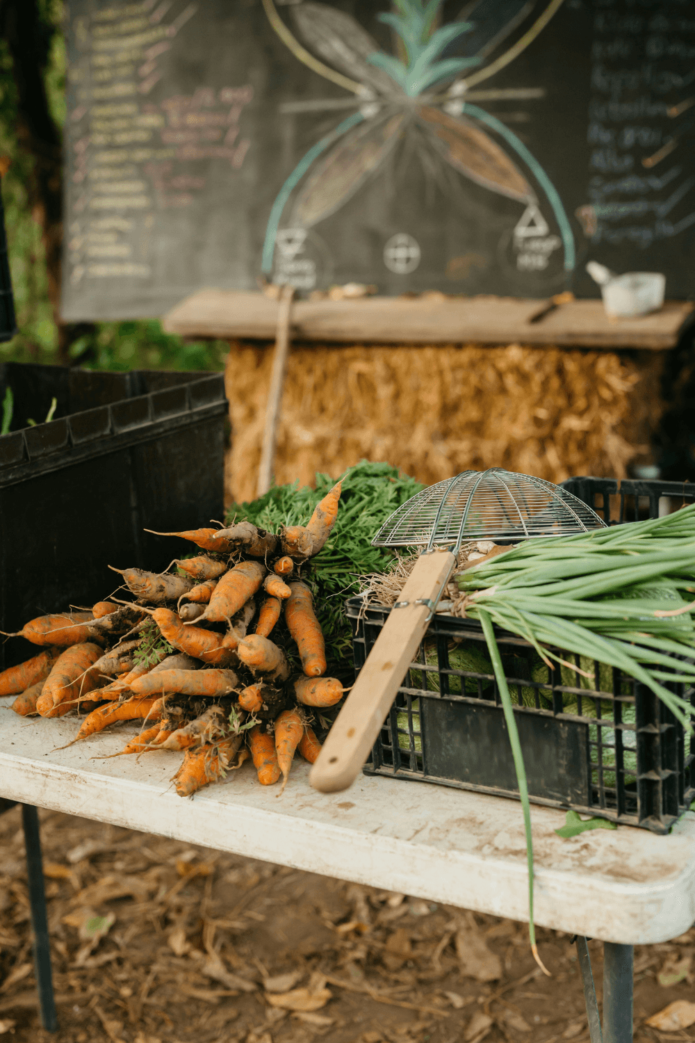 Carrots fresh from the ground
