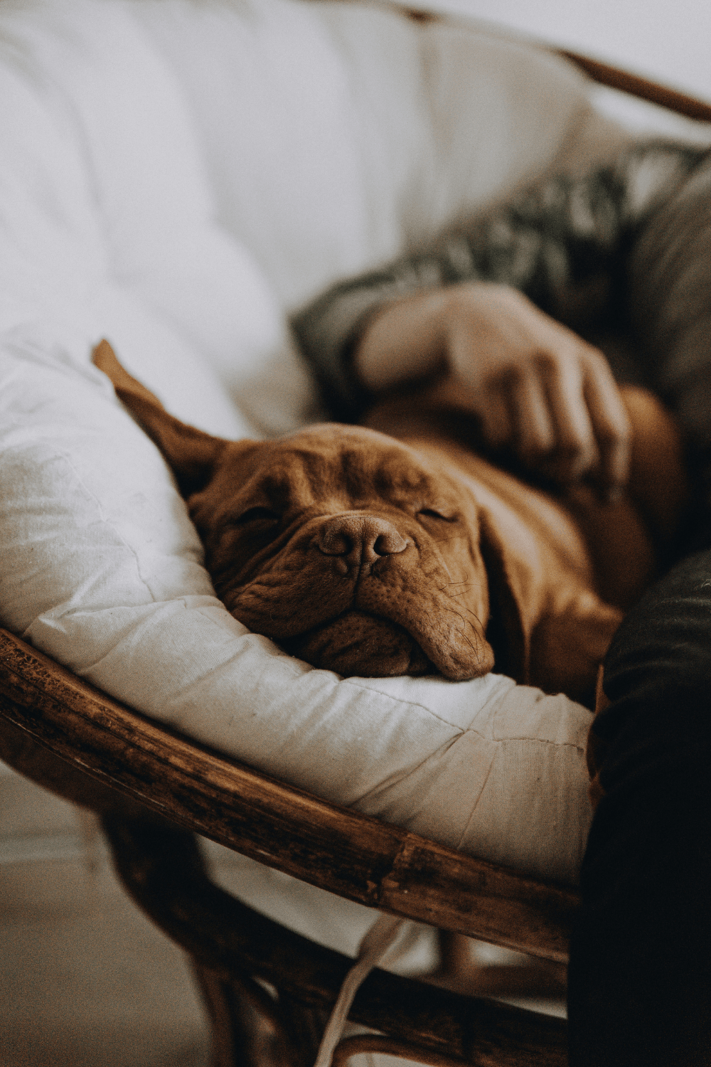 Dog asleep on white couch