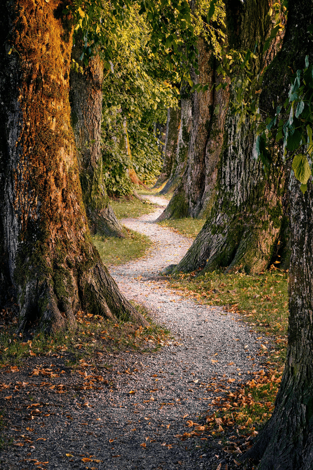 Forest with winding path and large trees either side