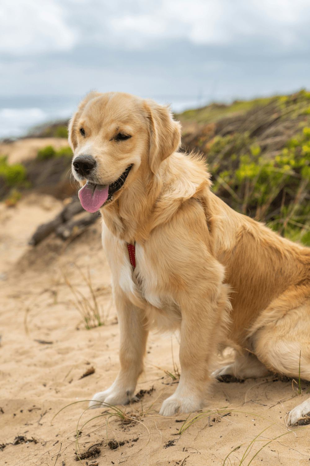 Golden retriever on beach