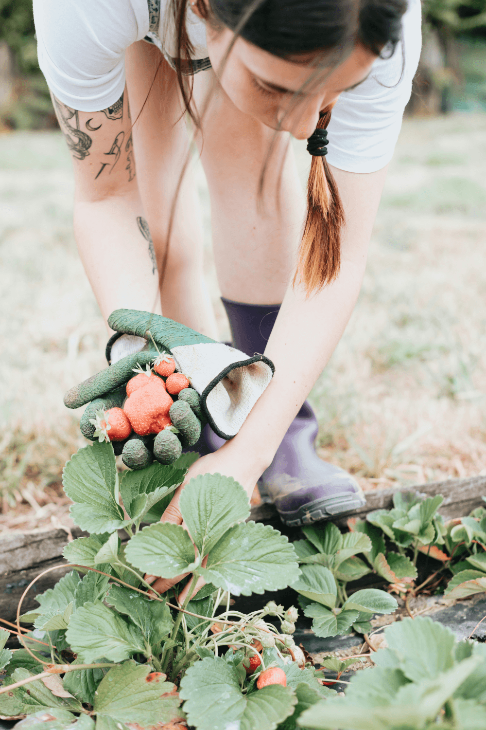 Woman picking fresh produce from vegetable patch