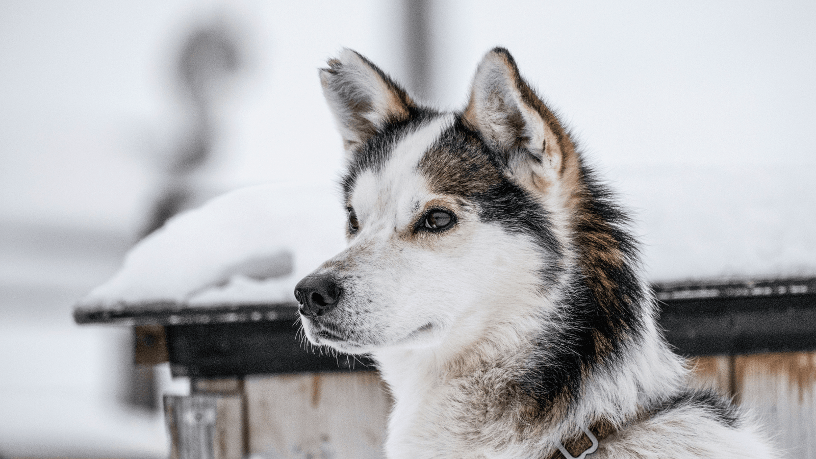 Alaskan husky in Svalbard