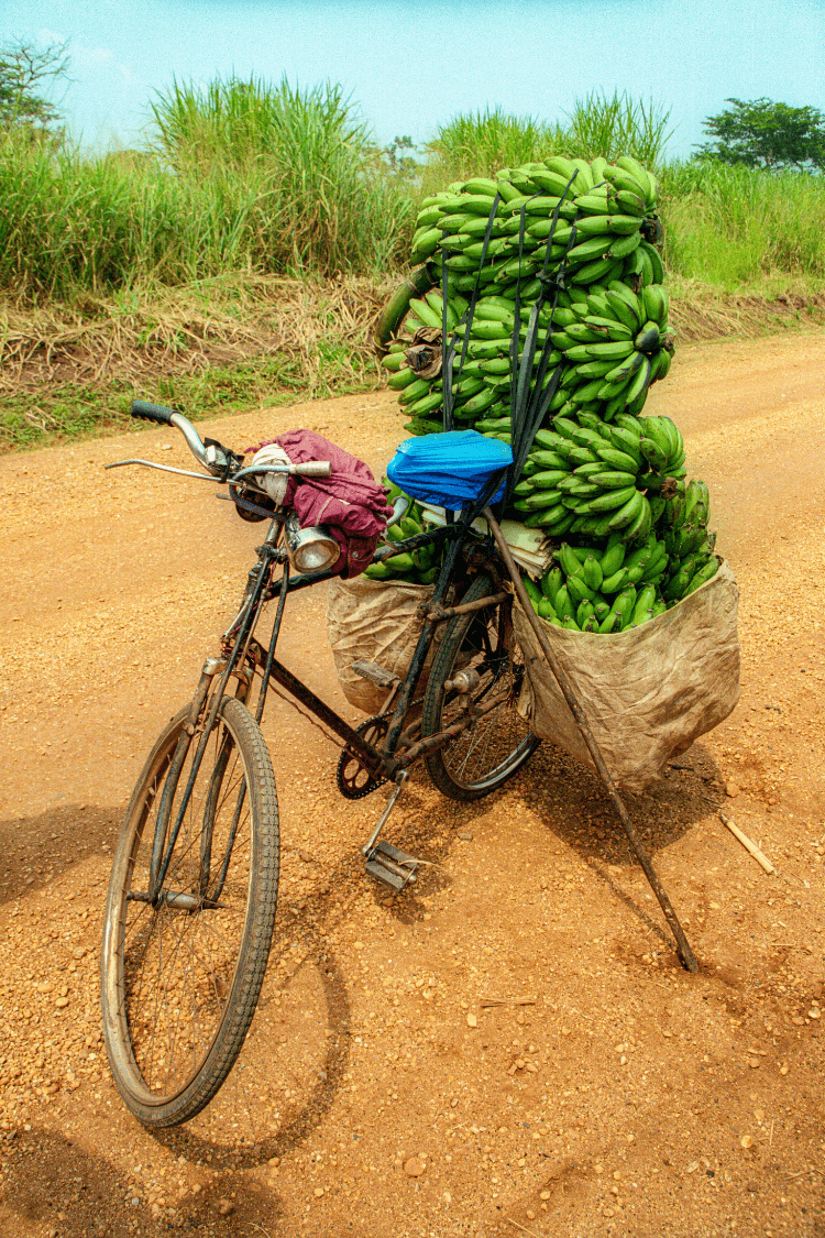 Bananas on back of bike, Hoima Road, Kampala, Uganda