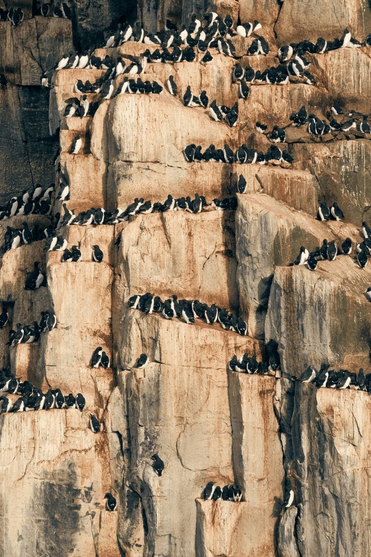 Black guillemots holding on to the small ledge on the cliff at Alkefjillet in Svalbard