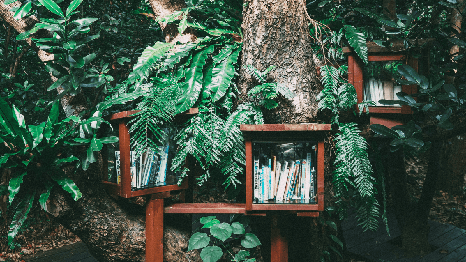 Book shelves by trees in Japan