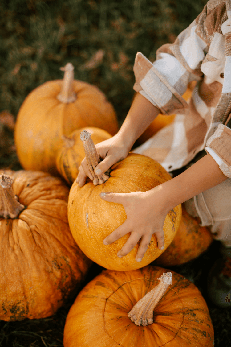 Child holding a pumpkin in a pumpkin patch