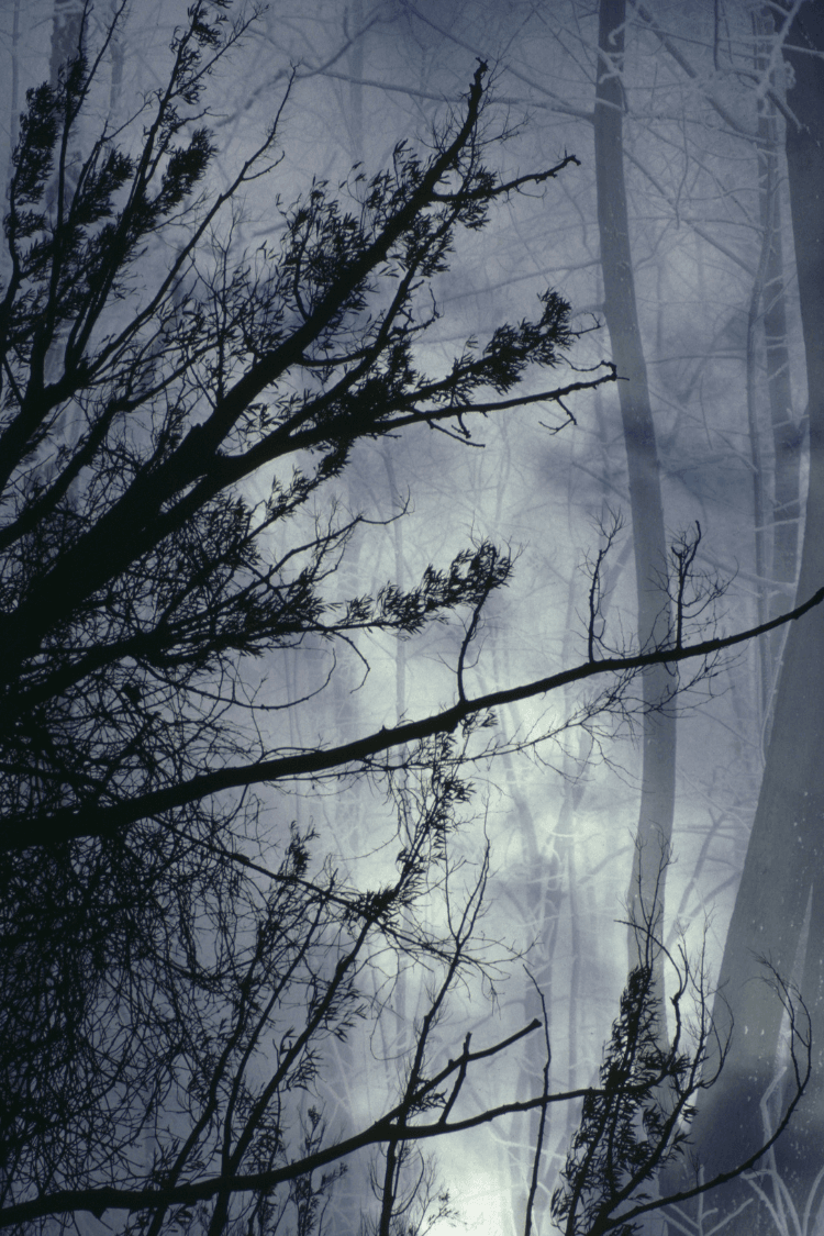 Cold, foggy, eerie forest