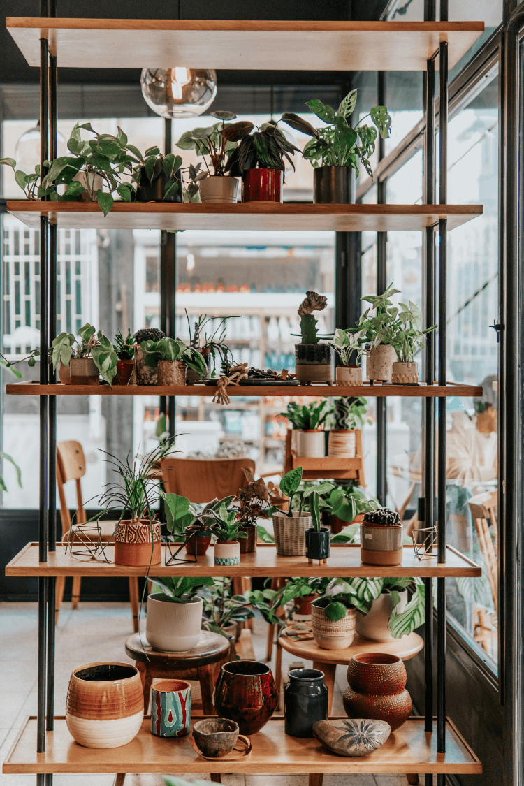 Display of indoor plants on shop shelf