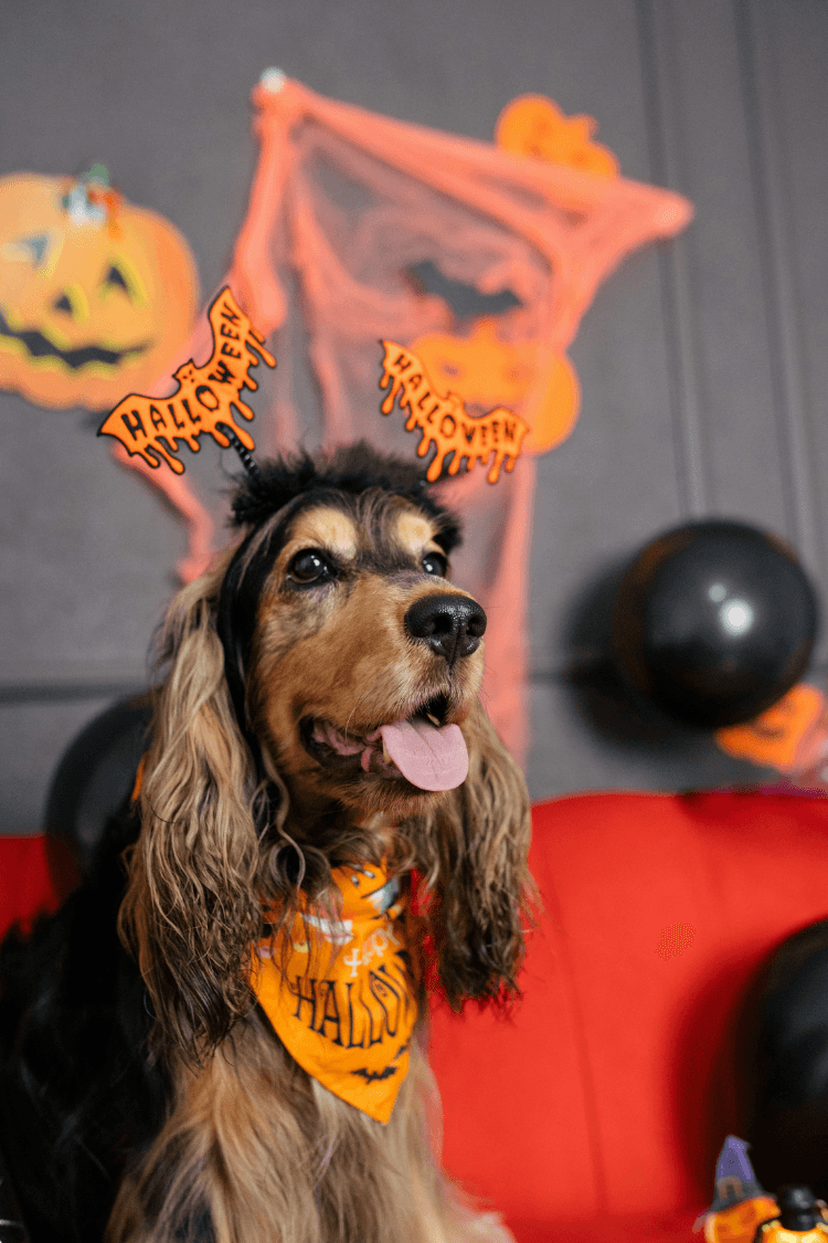 Dog wearing Halloween headband