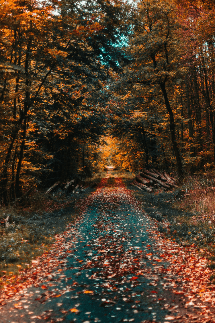 Endless forest path surrounded by autumn leaves in Gambacher Wald, Gambach, Germany