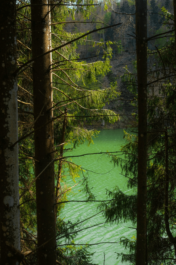 Green lake surrounded by forest trees