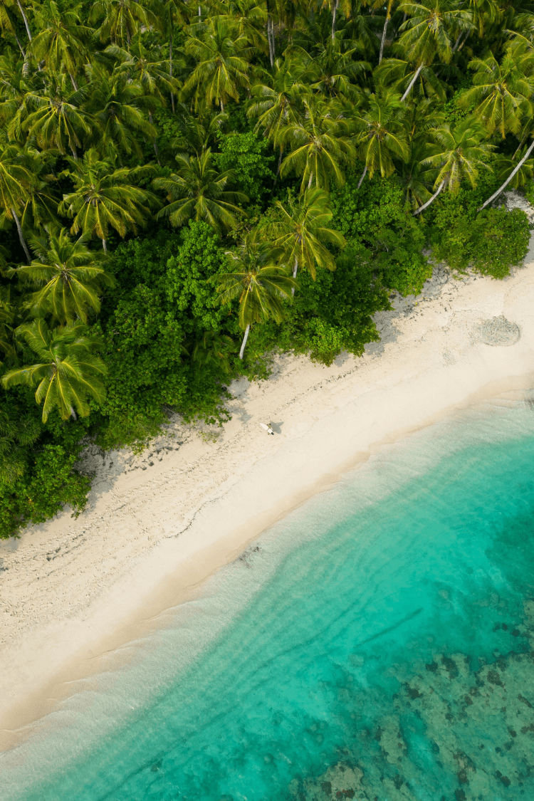 Green palm trees, sand and sea