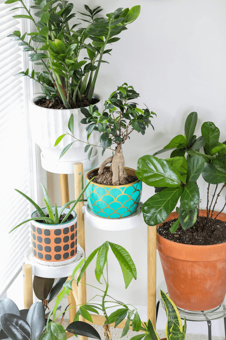 Indoor plants in green, orange and white pots
