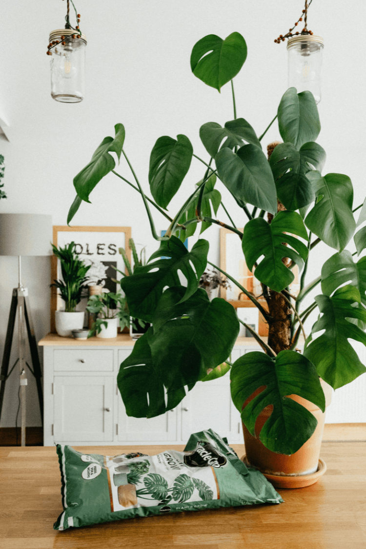 Large green indoor plant on table