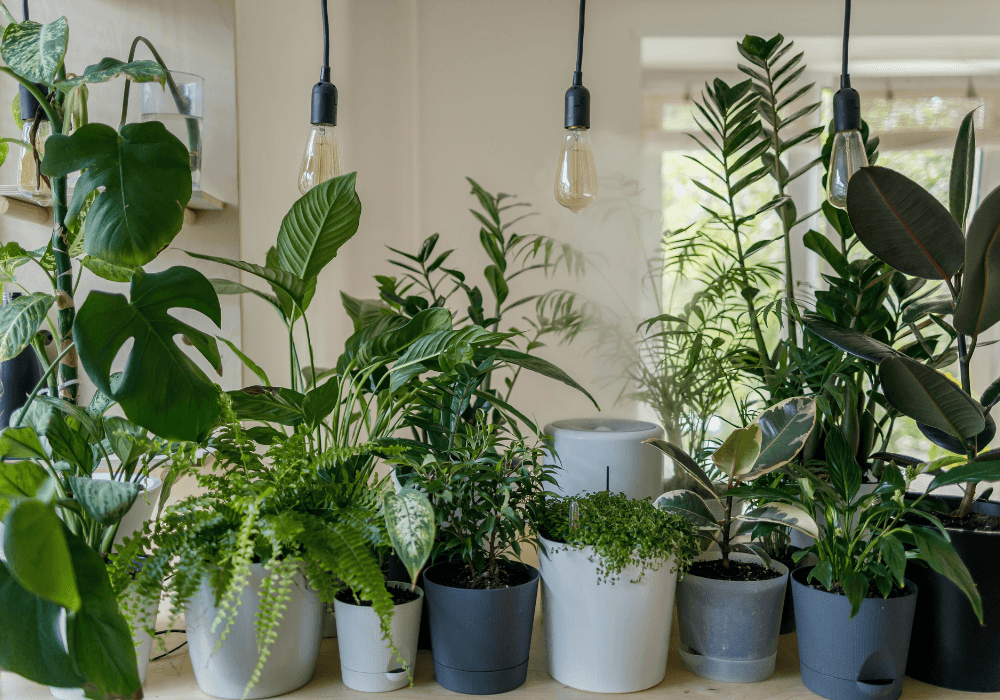 Large selection of indoor plants in white and blue pots