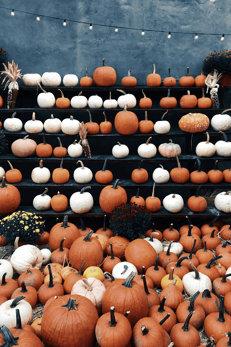 Large selection of orange and white Halloween pumpkins