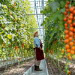Older man looking at tomato plants in greenhouse