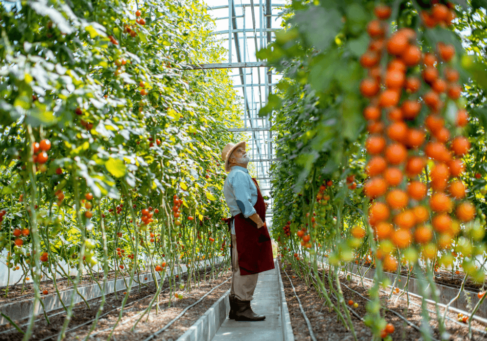 Older man looking at tomato plants in greenhouse