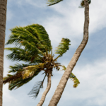 Palm trees blowing in a hurricane-like storm