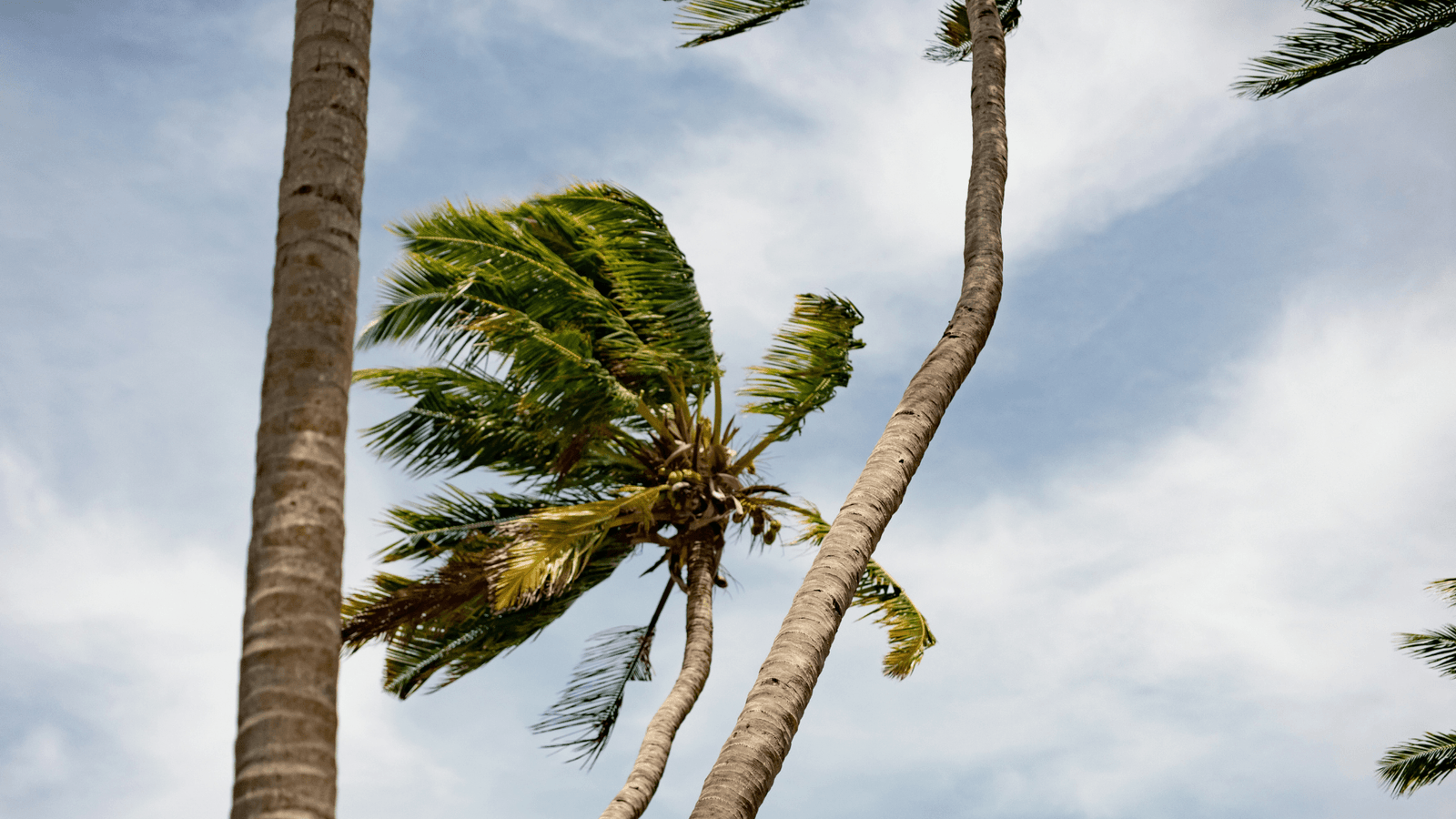 Palm trees blowing in a hurricane-like storm