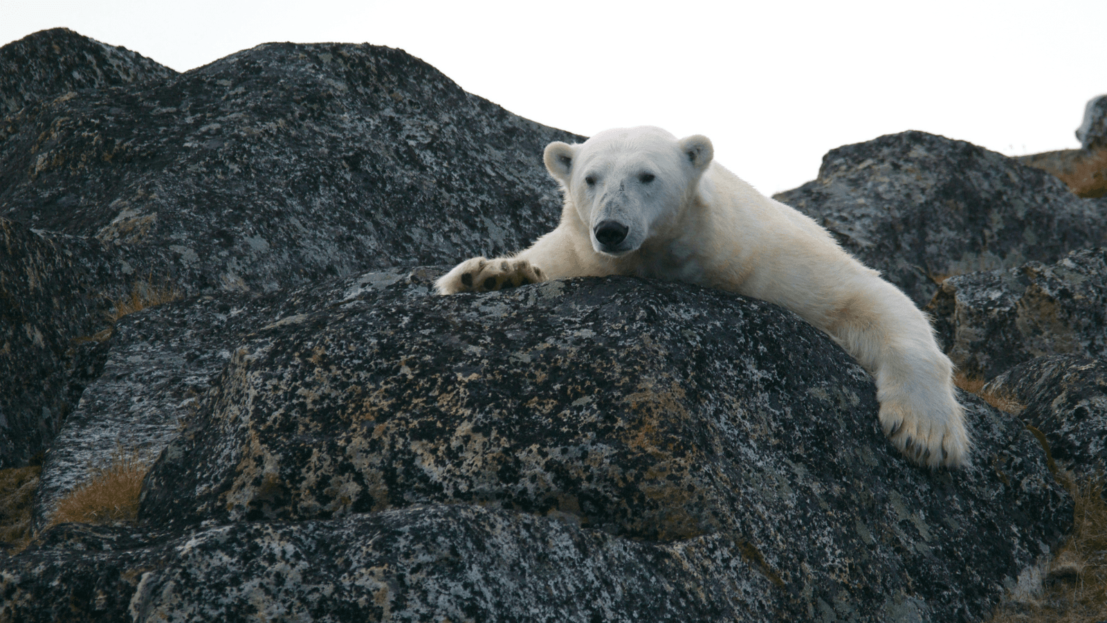 Polar bear lying on rocks in Svalbard