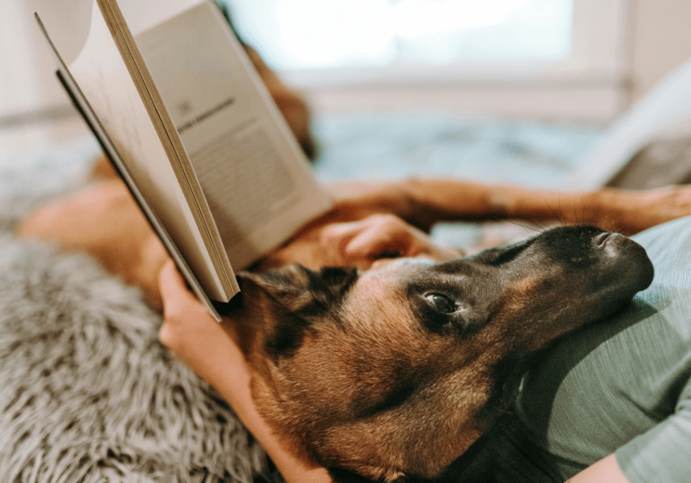 Reading book with dog looking on