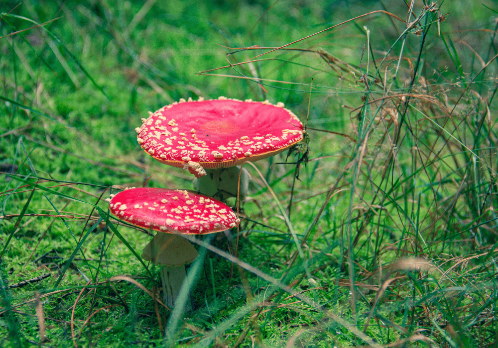 Red mushroom and green grass