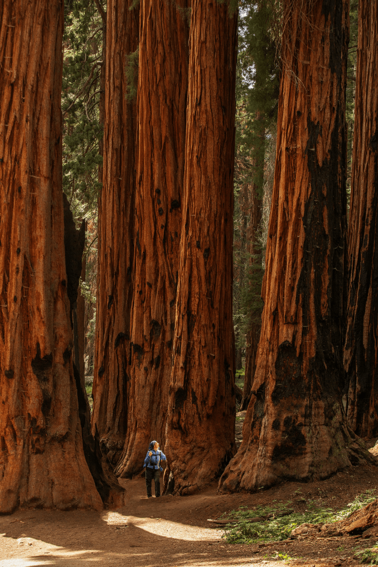 Redwood trees