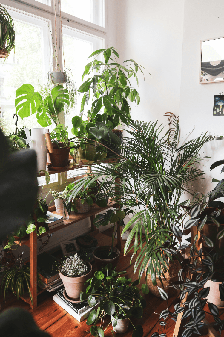 Selection of indoor plants in home