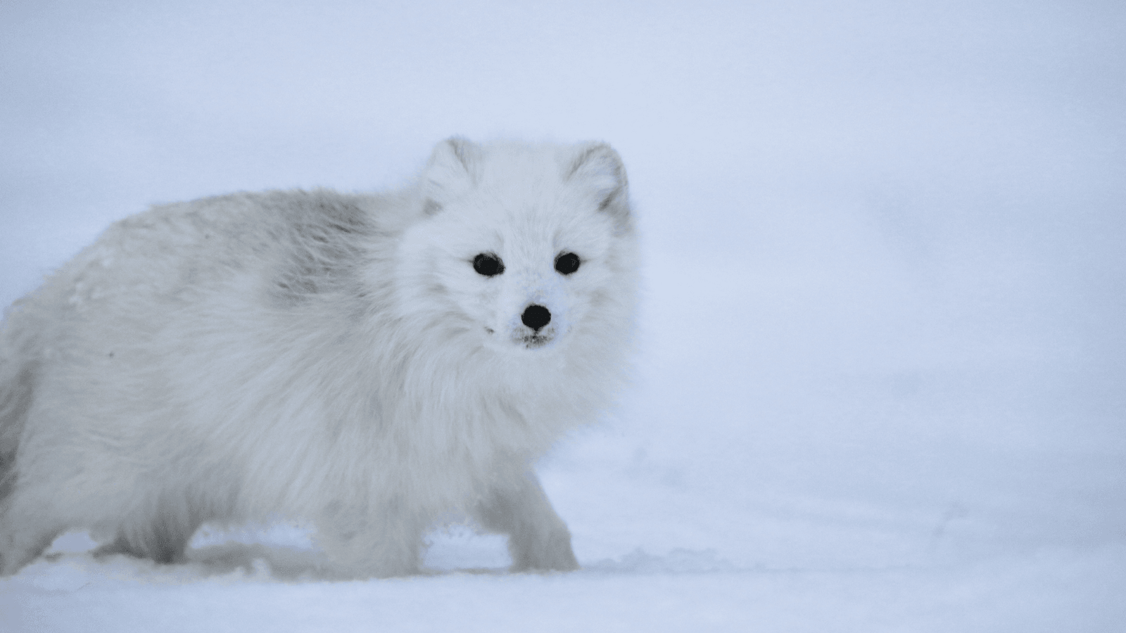 Small white animal in Svalbard near the North Pole